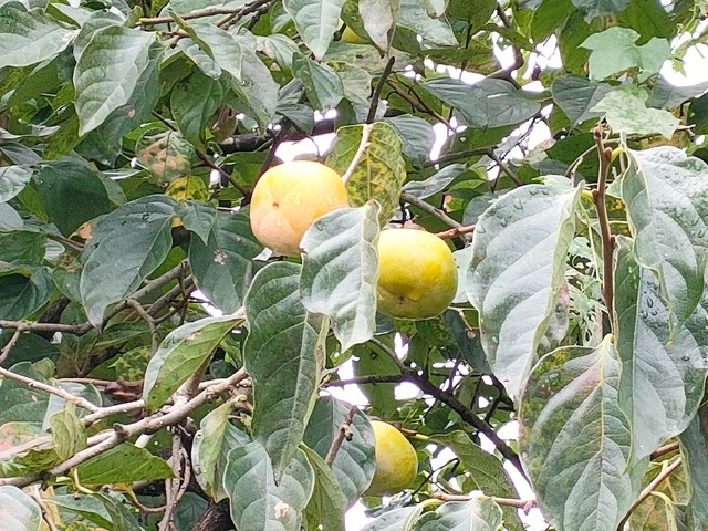 IMG20241005082834