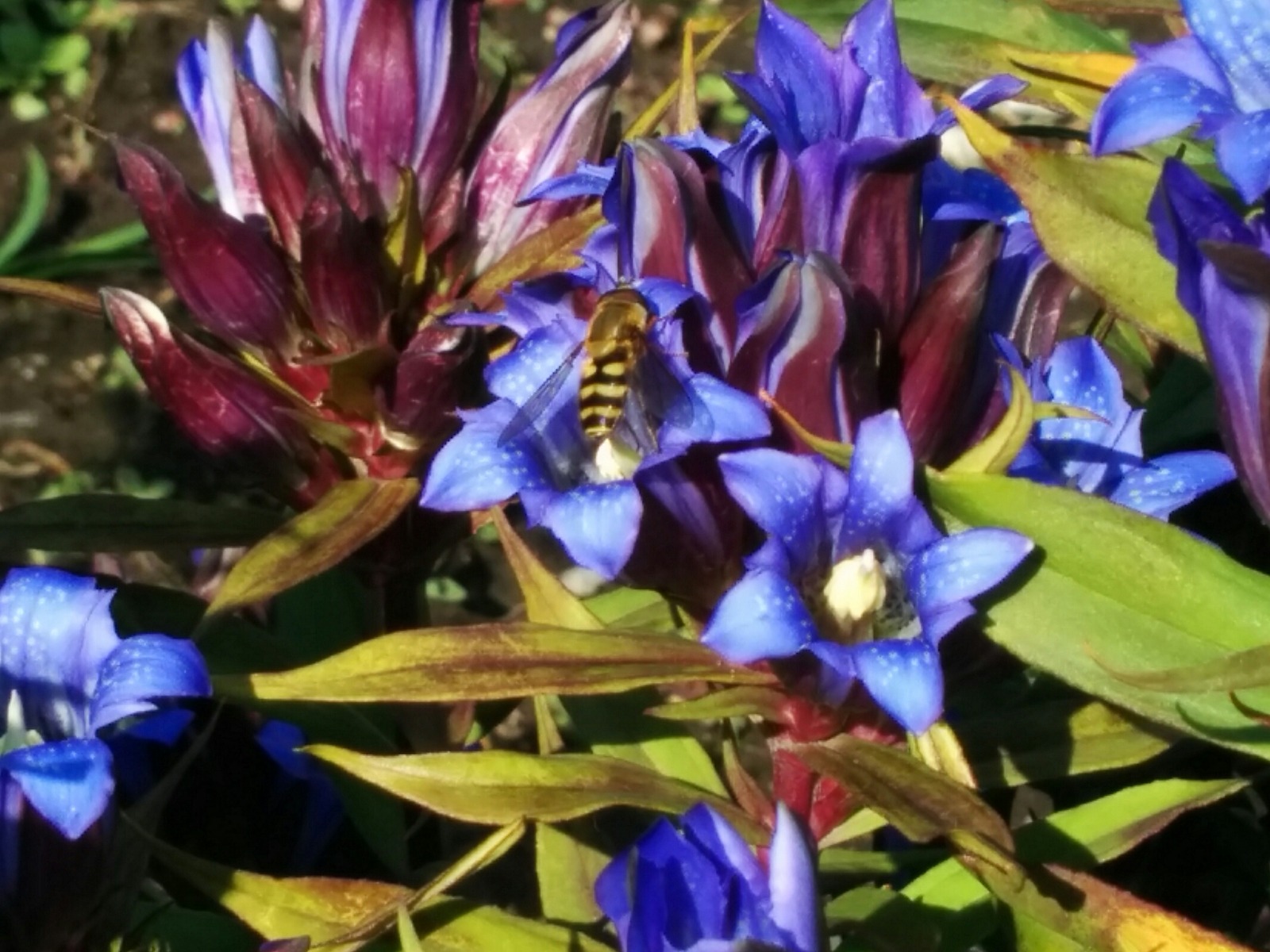 [画像:6245f22b-s.jpg]