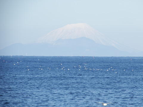 DSCF3495