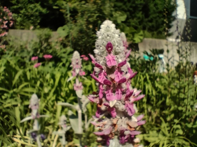 IMG20240629083327