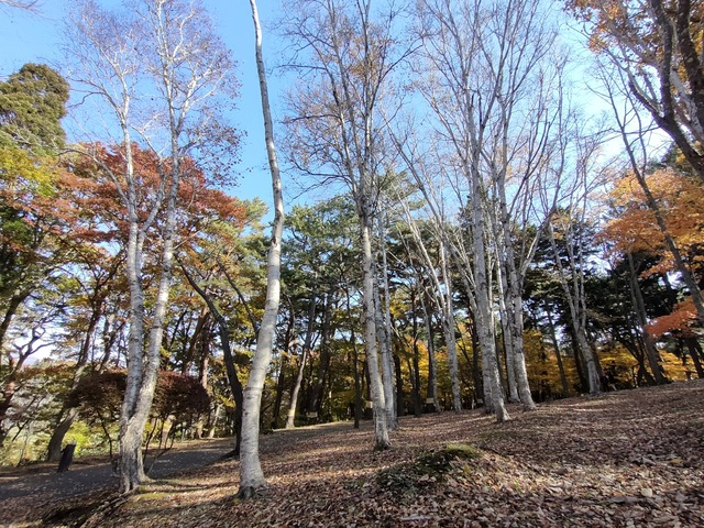 IMG20221105102501