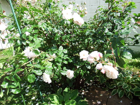 DSCF7298