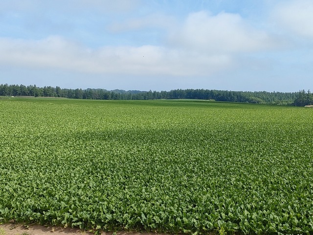 IMG20250714082526