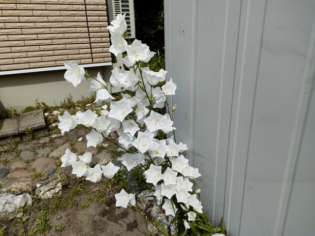IMG20230621085838