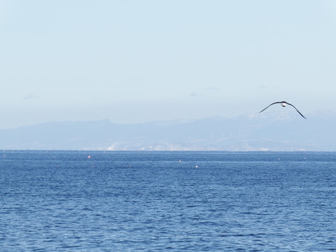 DSCF3492