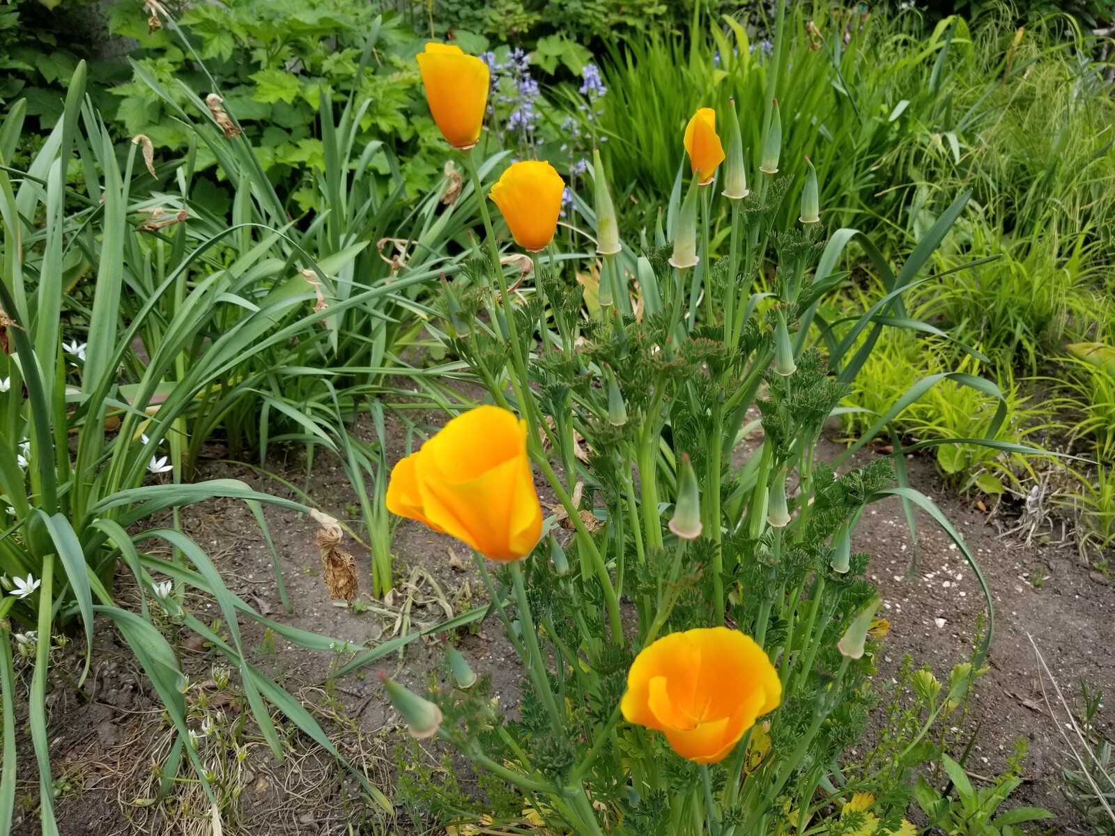 我が家の庭を彩る６月の花 函館発 ぼうけんの旅