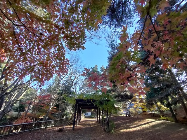 IMG20231115142138