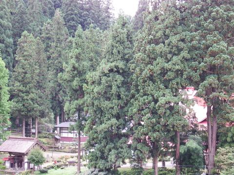 DSCF6608