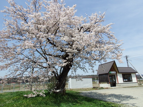 DSCF5187
