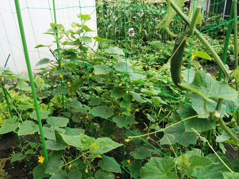 [画像:7cc973a3-s.jpg]