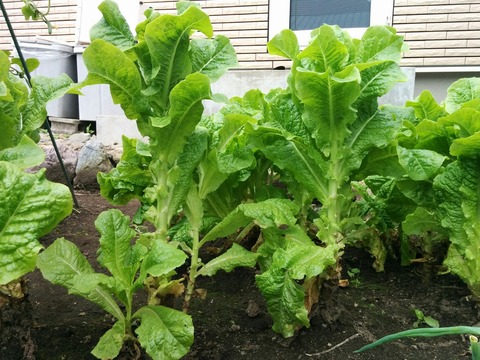 [画像:7dad2829-s.jpg]