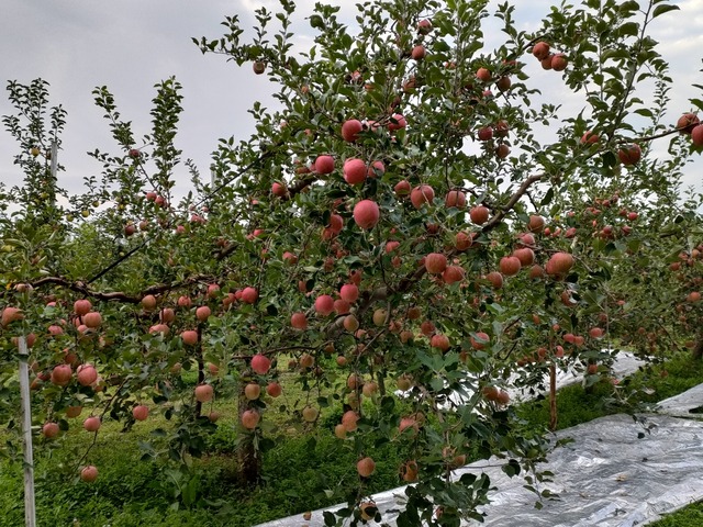 IMG20221017063918