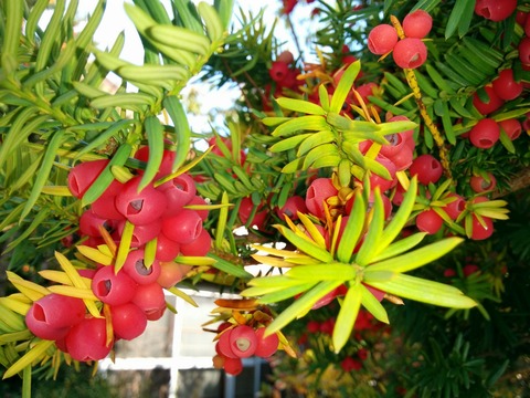 [画像:85e5115b-s.jpg]