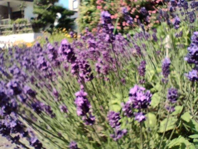 IMG20240629084138