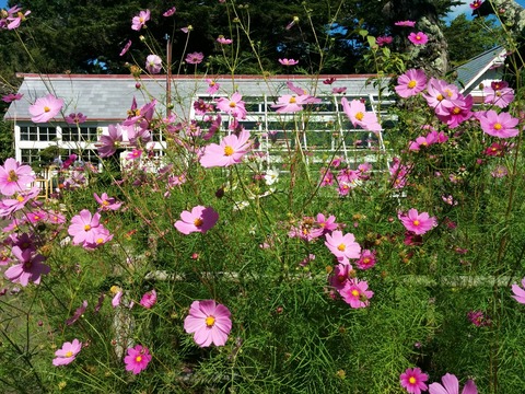 [画像:8d29d540-s.jpg]