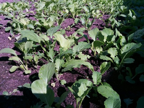 [画像:8d91bfc2-s.jpg]