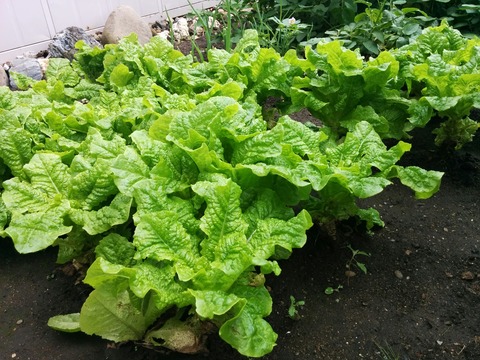 [画像:8f3f69c0-s.jpg]