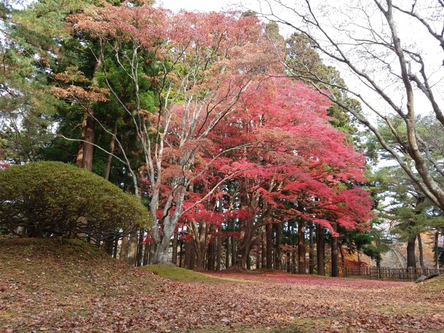 IMG_20201118_094916