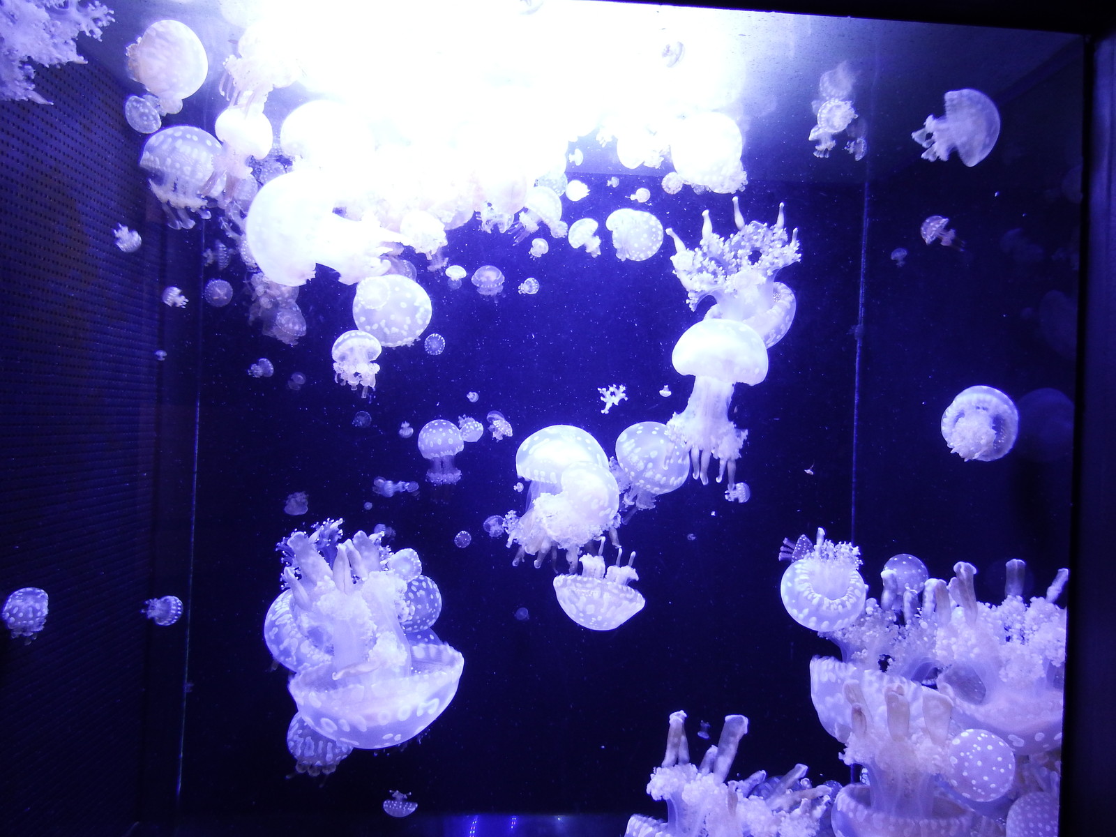佐渡の旅 2 クラゲで有名な鶴岡市立加茂水族館その1 函館発 ぼうけんの旅 佐渡の旅 2 クラゲで有名な鶴岡市立加茂水族館その1 函館発 ぼうけんの旅