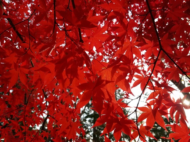 IMG_20201118_100102