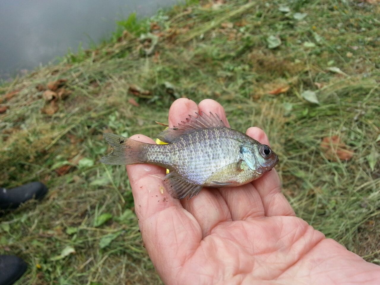 五稜郭の堀で外来魚ブルーギル駆除作業 函館発 ぼうけんの旅