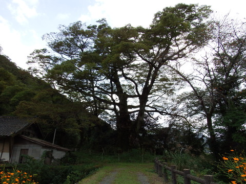 DSCF6697
