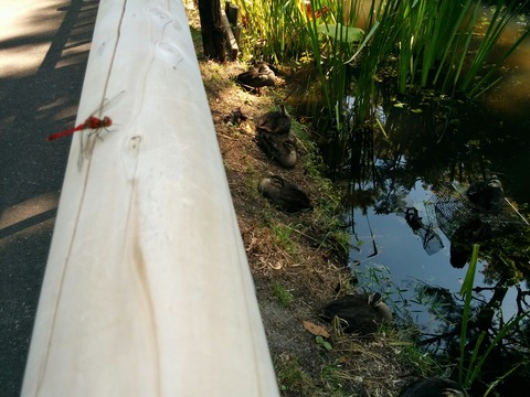 [画像:a1a5d6e8-s.jpg]