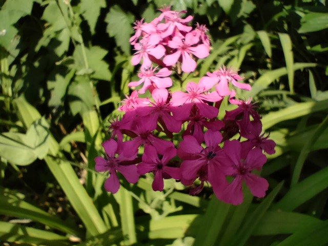 IMG20240629084227