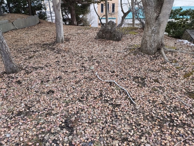 IMG20240316100953
