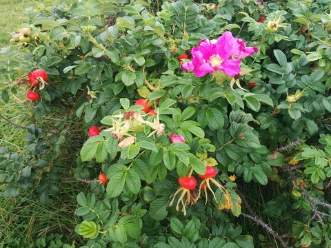 [画像:aae1eae6-s.jpg]