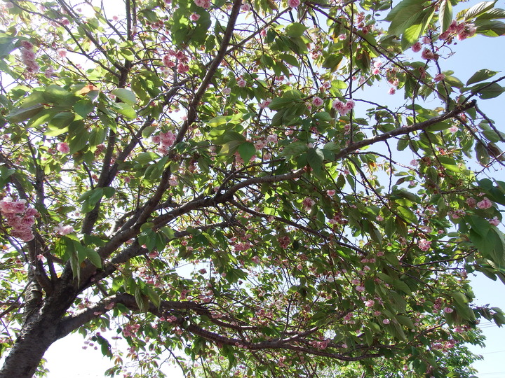 DSCF8184