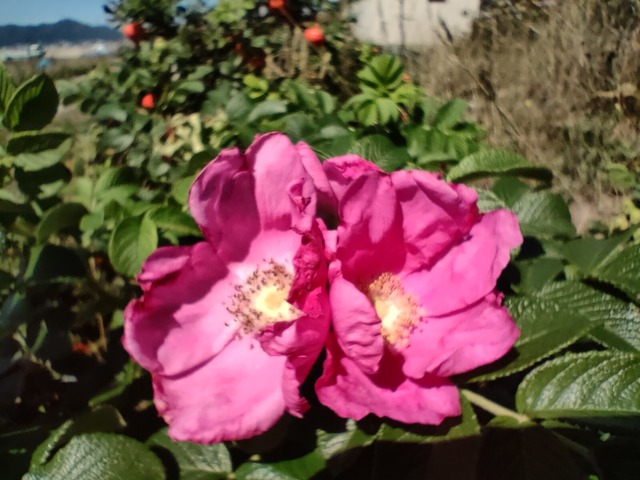 IMG20220819100246