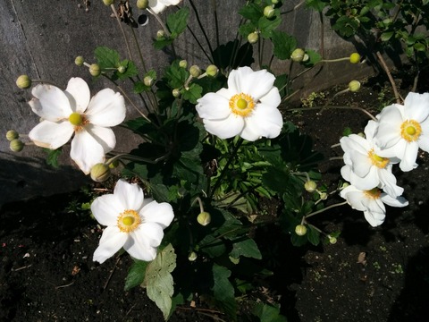 [画像:af947d55-s.jpg]