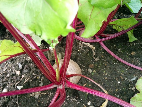 [画像:aff4a1e2-s.jpg]