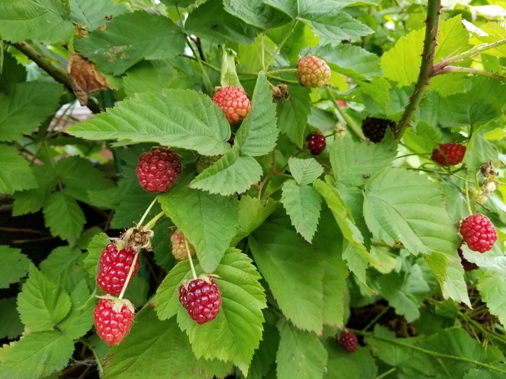 20190728_164636