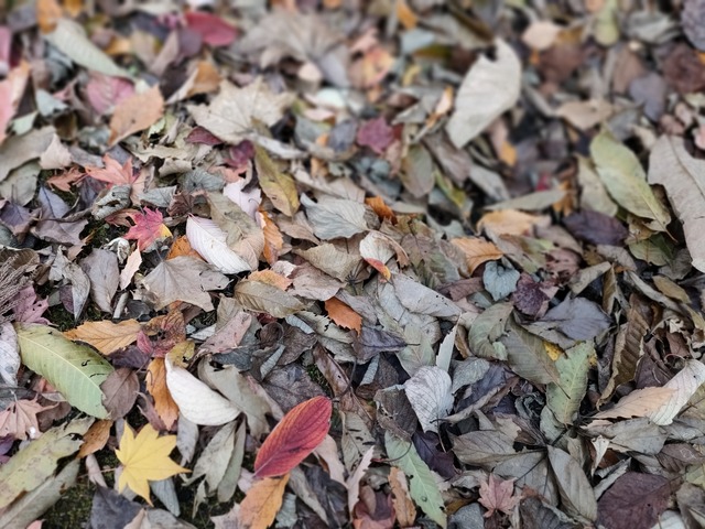 IMG20221105102122