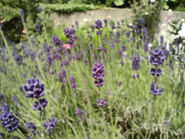 IMG20230621085341