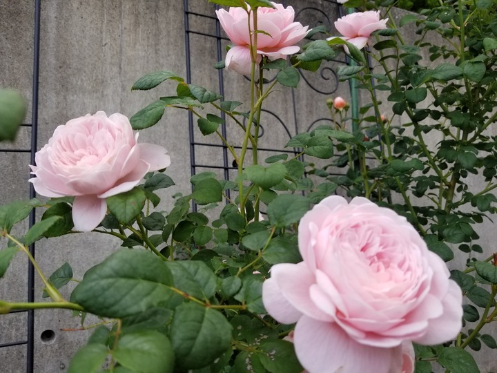 20190618_162723