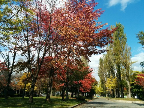 [画像:bf51c77f-s.jpg]