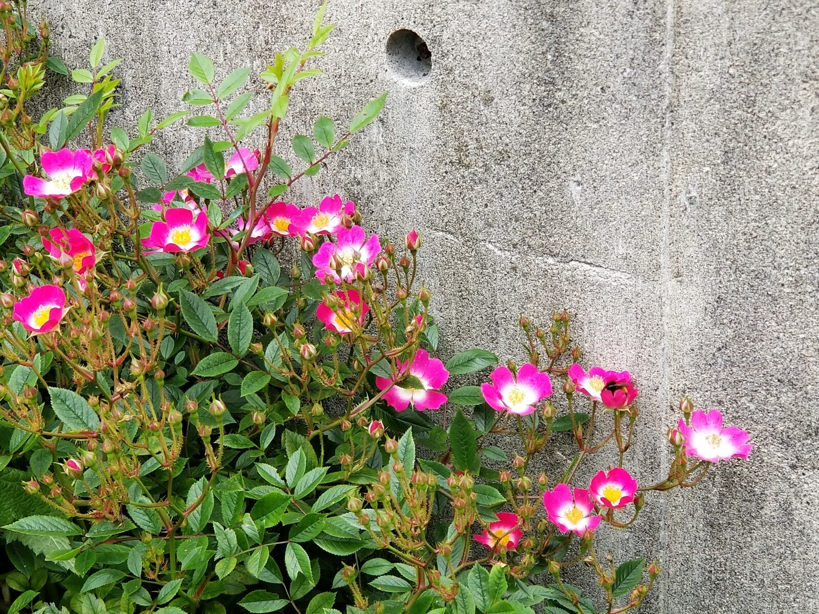 6月下旬 鮮やかにバラの花が咲き誇っています 函館発 ぼうけんの旅 6月下旬 鮮やかにバラの花が咲き誇っています 函館発 ぼうけんの旅