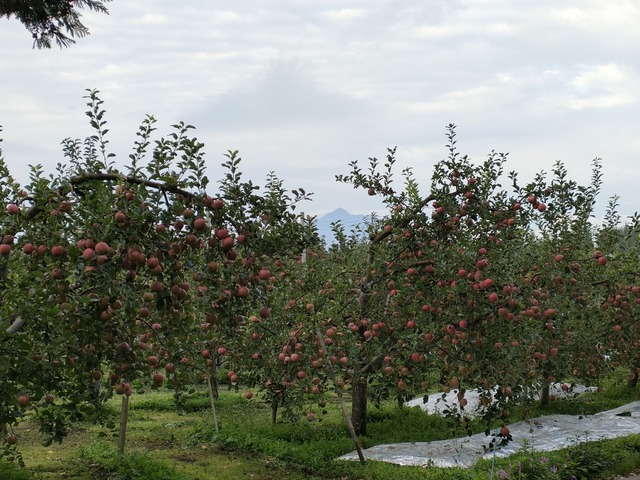 IMG20221017063852