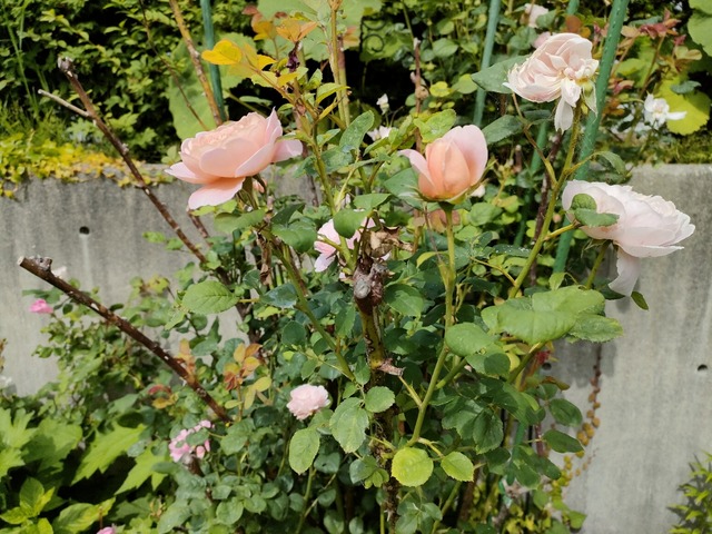 IMG20230621085422