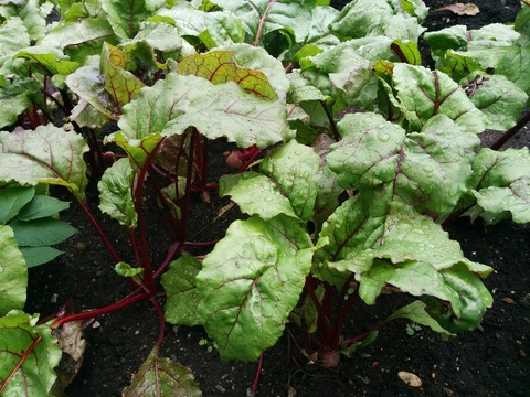 [画像:c3d1a2b1-s.jpg]