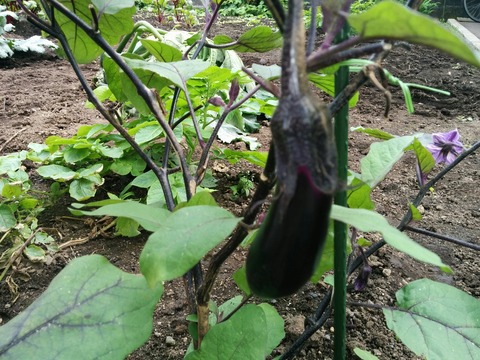 [画像:c426cc91-s.jpg]