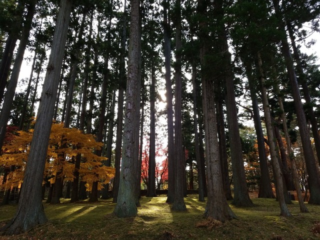 IMG_20201118_101420