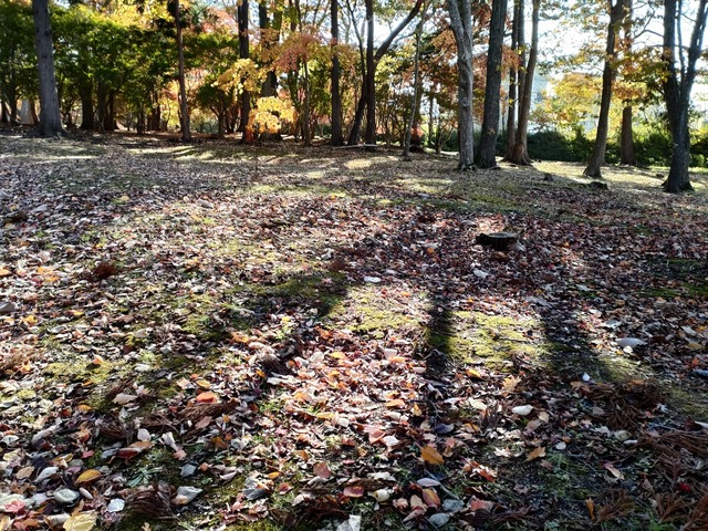 IMG20221105102210