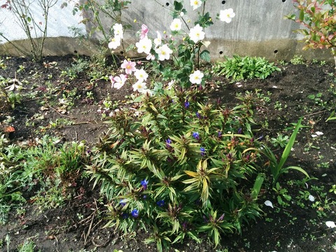 [画像:cbc7c6df-s.jpg]