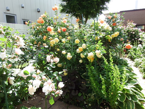 DSCF7301