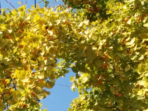 [画像:d5ee7fd4-s.jpg]