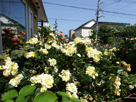 DSCF7296